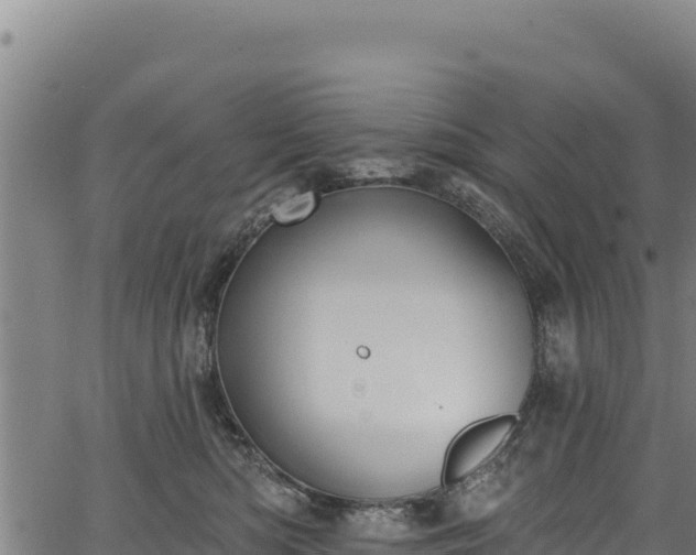 X0000066950422200603311447