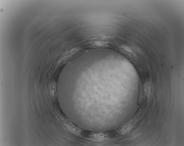 X0000066950423200603311447