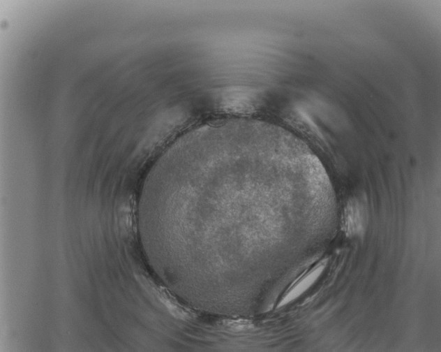 X0000066950424200603311447