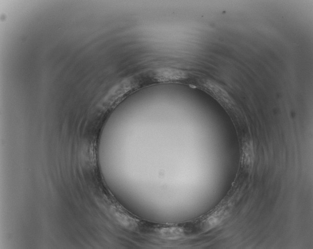 X0000066950426200603311447