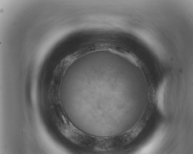 X0000066950431200603311447