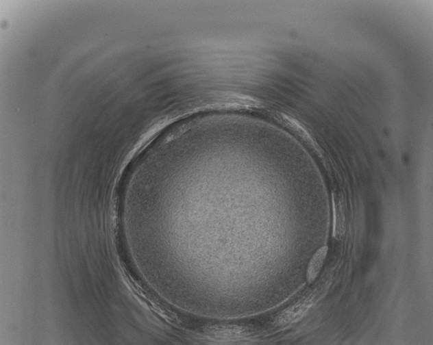 X0000066950435200603311446