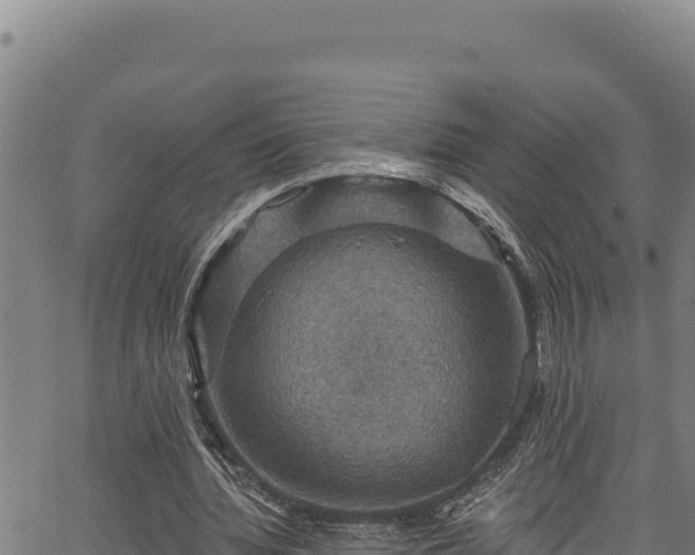 X0000066950436200603311446