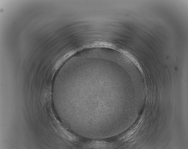 X0000066950437200603311446