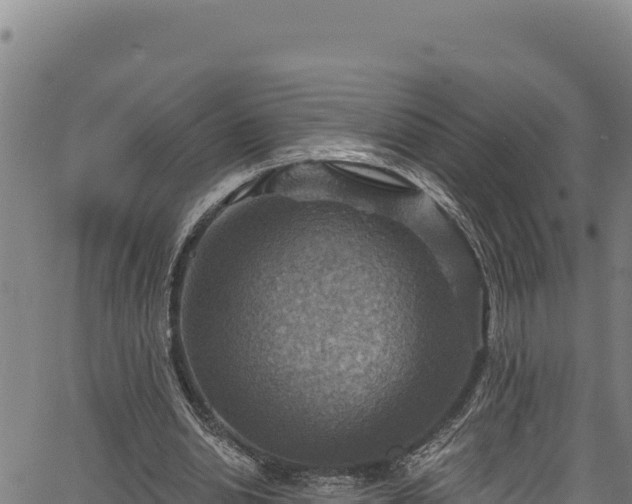 X0000066950438200603311446