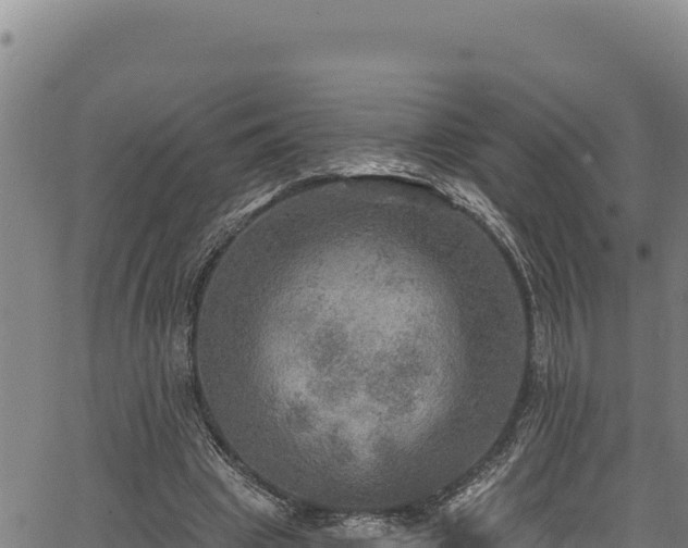 X0000066950441200603311446