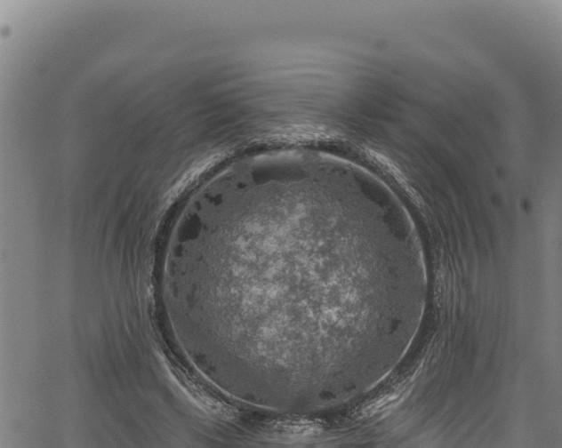 X0000066950443200603311446