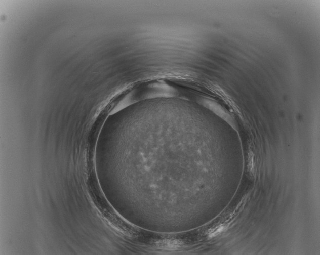 X0000066950444200603311446