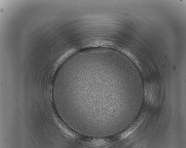 X0000066950445200603311446