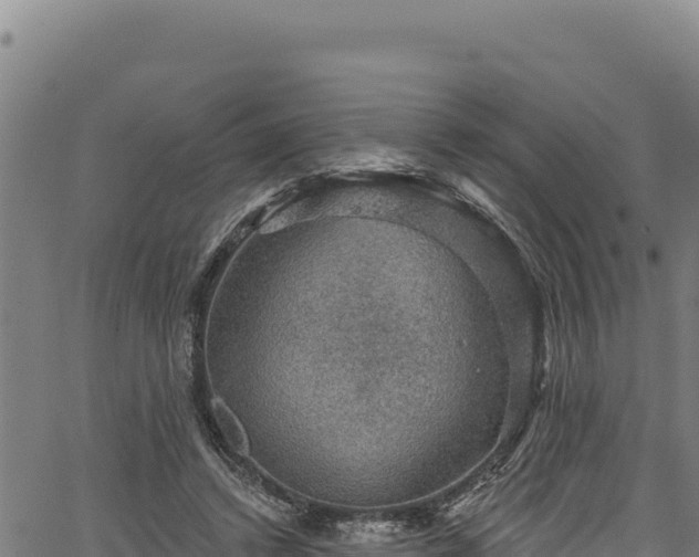 X0000066950448200603311446