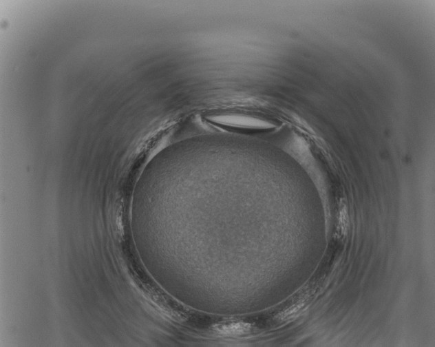 X0000066950452200603311446