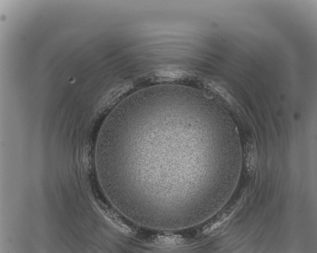 X0000066950455200603311446