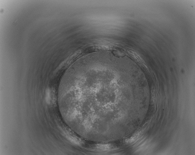 X0000066950457200603311446