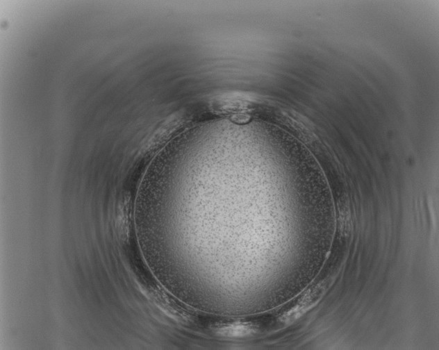 X0000066950460200603311446