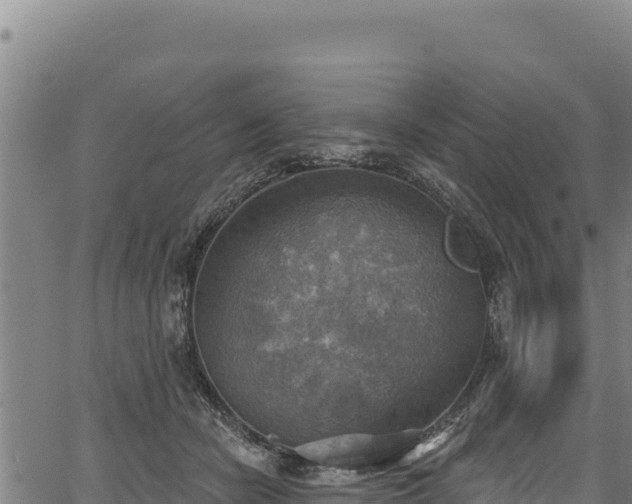 X0000066950462200603311446