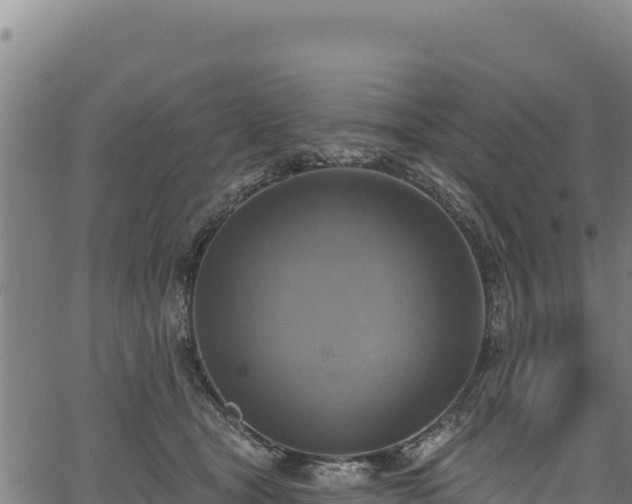 X0000066950465200603311446