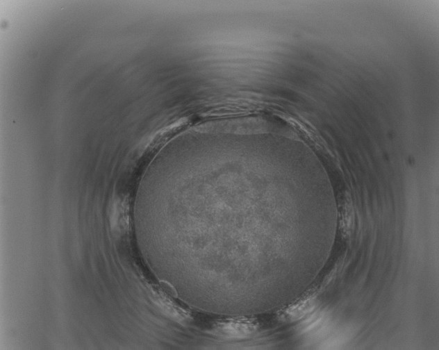 X0000066950466200603311446