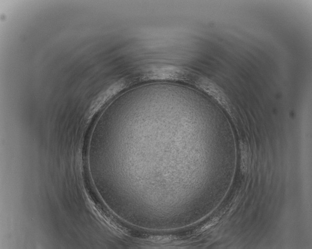 X0000066950482200603311446