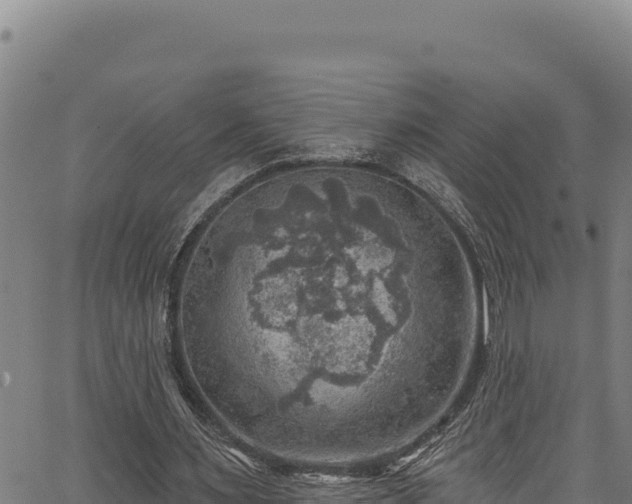 X0000066950483200603311446