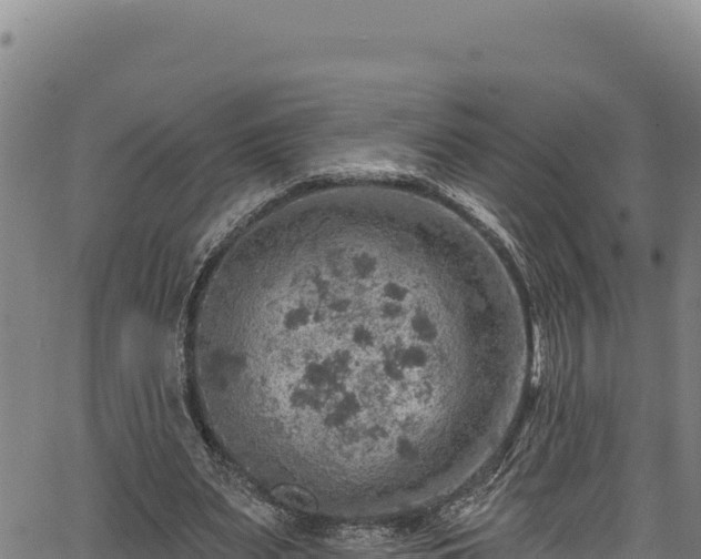 X0000066950487200603311446