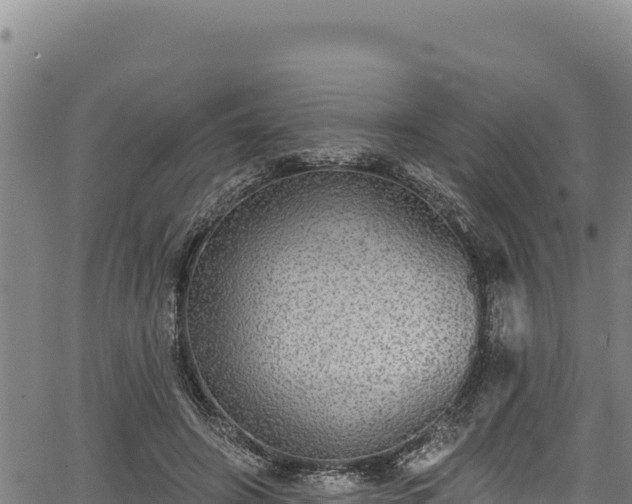 X0000066950498200603311446