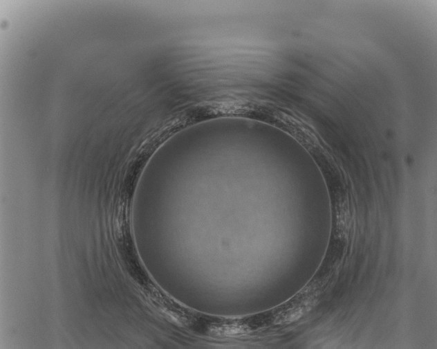 X0000066950503200603311446