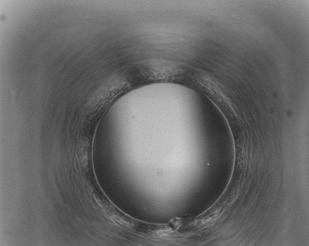 X0000066950505200603311446