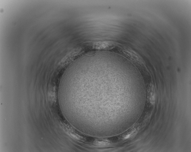 X0000066950510200603311445