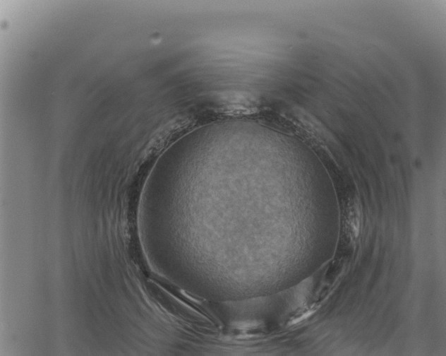 X0000066950512200603311445