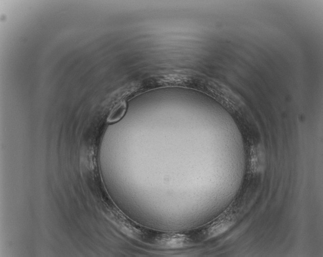 X0000066950514200603311445