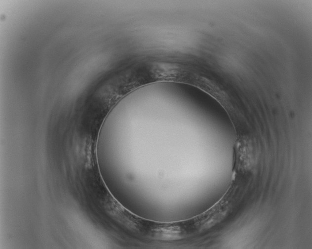 X0000066950525200603311445