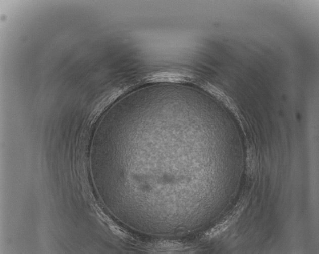 X0000066950529200603311444