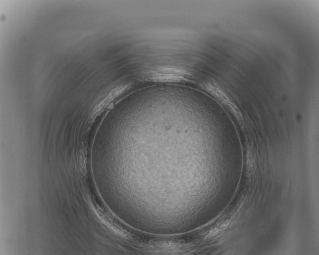 X0000066950533200603311444