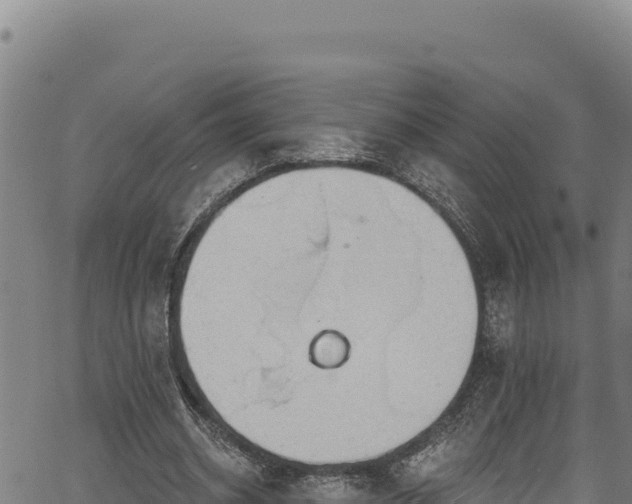 X0000066950534200603311444