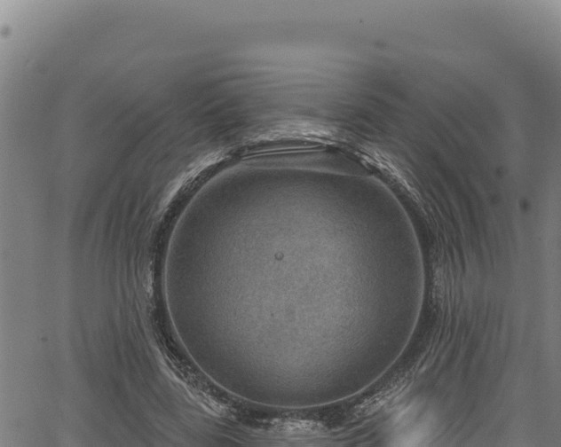 X0000066950539200603311445