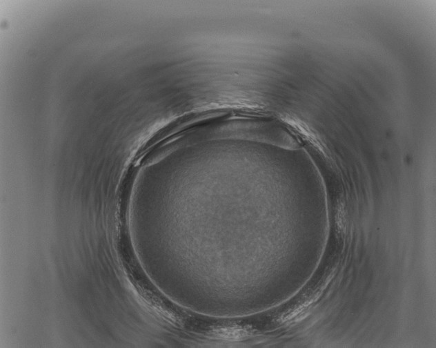 X0000066950540200603311445