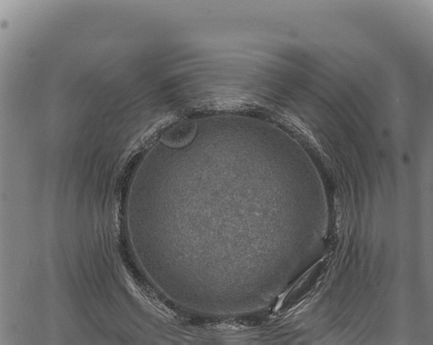 X0000066950542200603311445