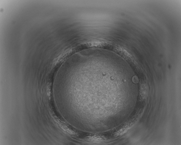 X0000066950545200603311445