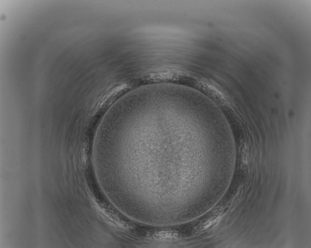 X0000066950546200603311445