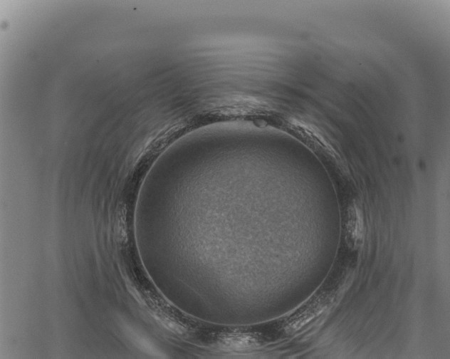 X0000066950547200603311445