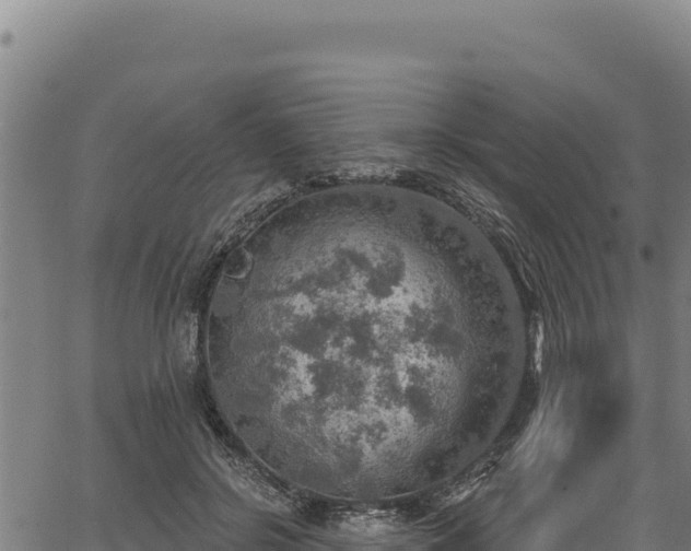 X0000066950550200603311445