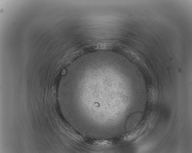 X0000066950557200603311445