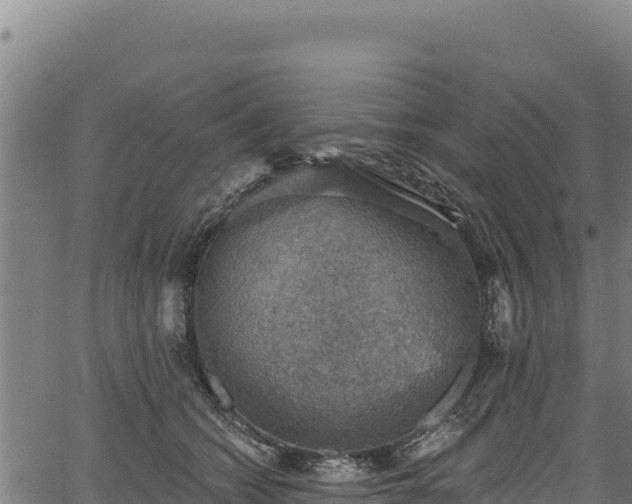 X0000066950562200603311445