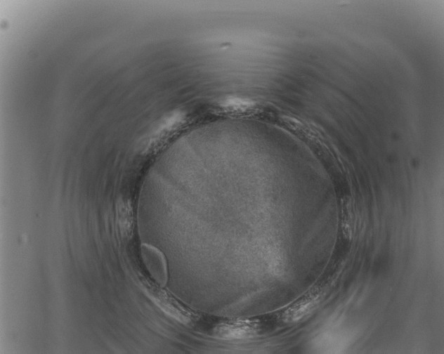 X0000066950563200603311445