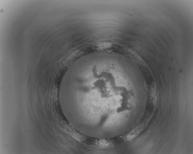 X0000066950565200603311445