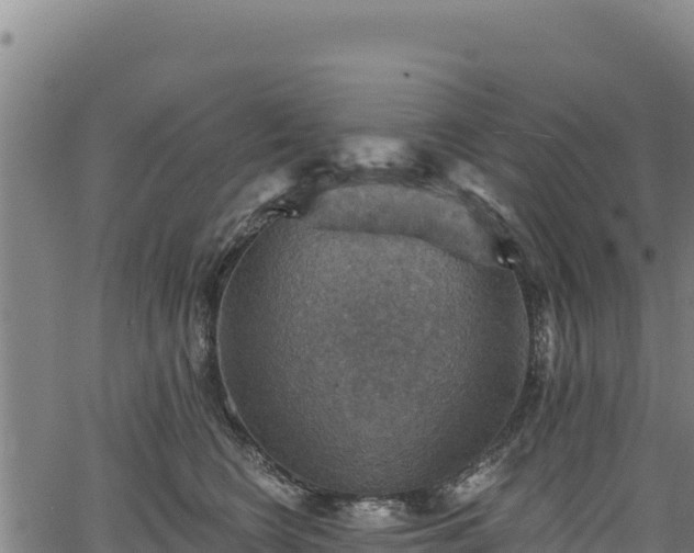 X0000066950566200603311445