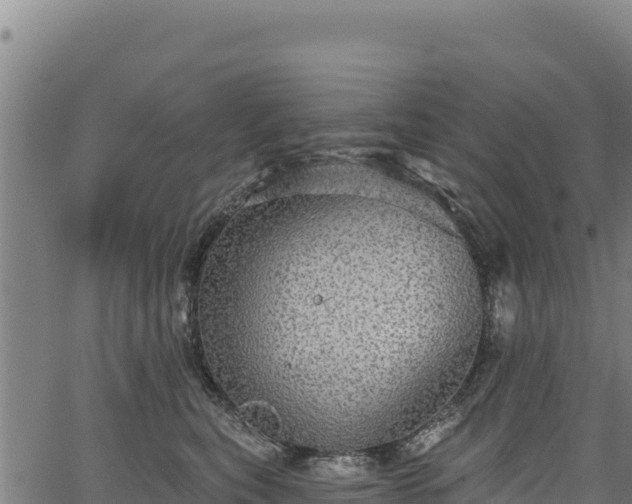 X0000066950567200603311445