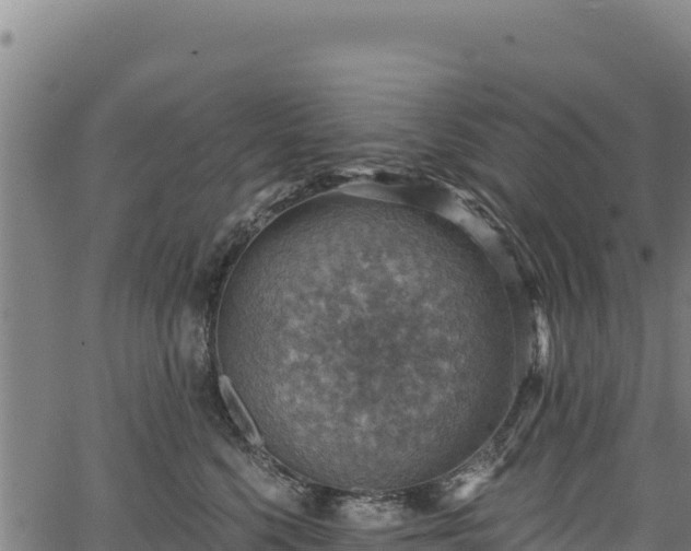 X0000066950568200603311445