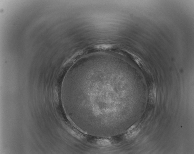 X0000066950572200603311445