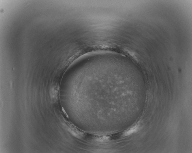 X0000066950576200603311445